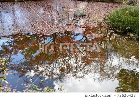 Autumn image: Momiji in a pond with fallen leaves 72620428