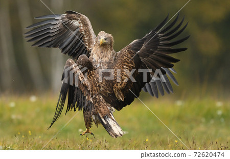 White tailed Eagle (Haliaeetus albicilla) White tailed Eagle (Haliaeetus albicilla) 72620474