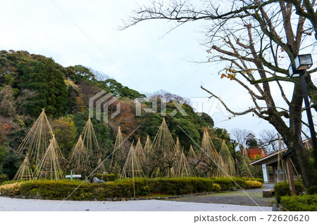 Kanazawa Nakamura Memorial Museum of Art, Yukitsuri scenery in the garden 72620620