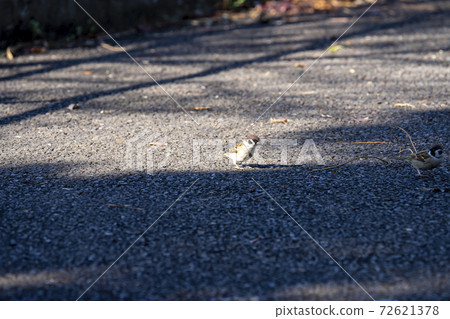Winter sparrows looking for food on the asphalt ground 72621378
