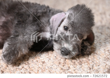 Bedlington Terrier puppy lies resting on the carpet indoors 72621572