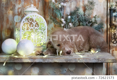 Sweet Bedlington Terrier puppy with Christmas decorations 72621573