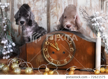 Two Bedlington Terrier puppies at an old clock 72621575