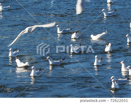 A flock of seagulls at the mouth of the river 72622031
