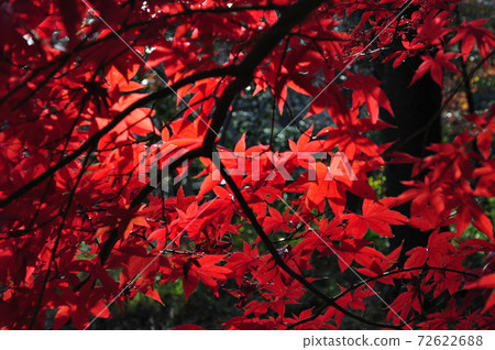 Autumn leaves and bamboo bush 72622688