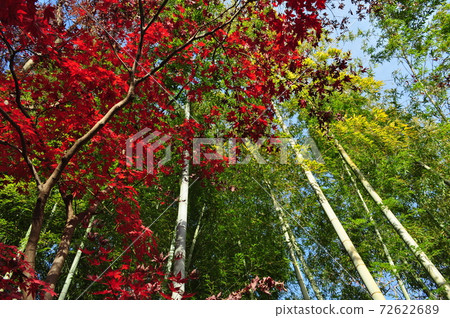 Autumn leaves and bamboo bush 72622689