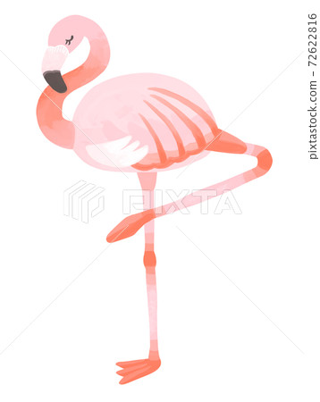 時尚火烈鳥站在一條腿上 72622816