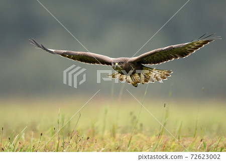 Common buzzard (Buteo buteo) 72623002