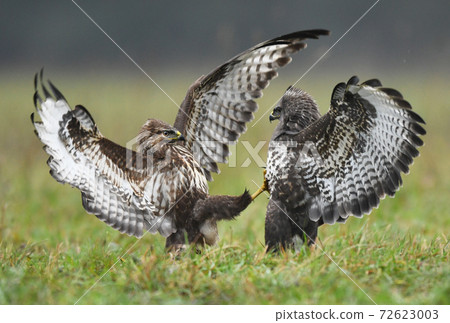 Common buzzard (Buteo buteo) 72623003