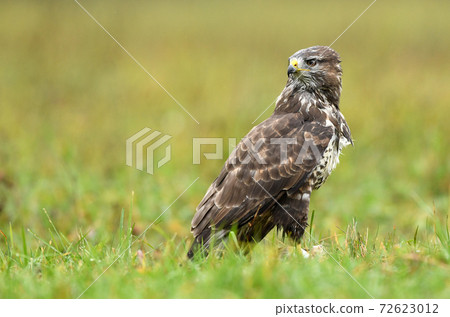 Common buzzard (Buteo buteo) Common buzzard (Buteo buteo) 72623012