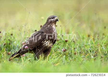 Common buzzard (Buteo buteo) 72623014