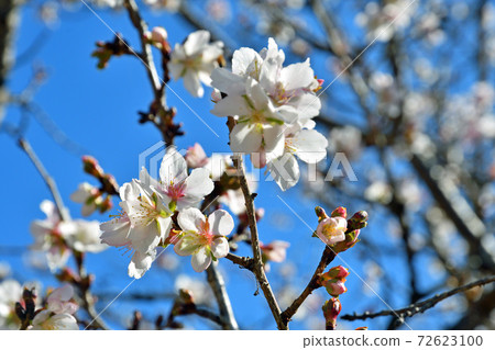 秩父/長垣步行:樹木,冬季櫻花,玫瑰家庭 秩父/長垣步行:樹木,冬季櫻花,玫瑰家庭 72623100