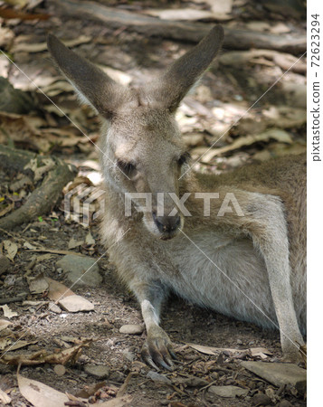 凱恩斯熱帶動物園的袋鼠 凱恩斯熱帶動物園的袋鼠 72623294