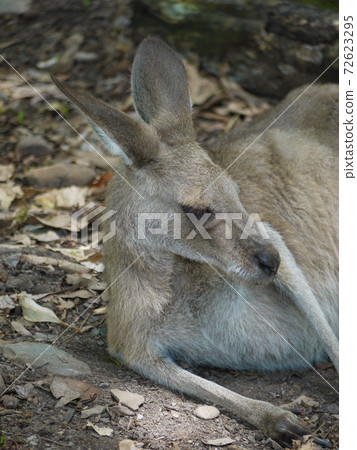 凱恩斯熱帶動物園的袋鼠 凱恩斯熱帶動物園的袋鼠 72623295