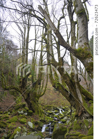 Large Katsura of Hajiri (Hidaka Town, Toyooka City, Hyogo Prefecture) Large Katsura of Hajiri (Hidaka Town, Toyooka City, Hyogo Prefecture) 72623473