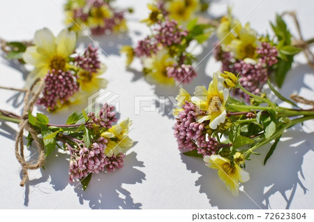 一小束富士巴卡馬和冬季宇宙。 72623804