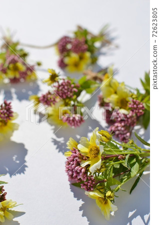 一小束富士巴卡馬和冬季宇宙。 72623805