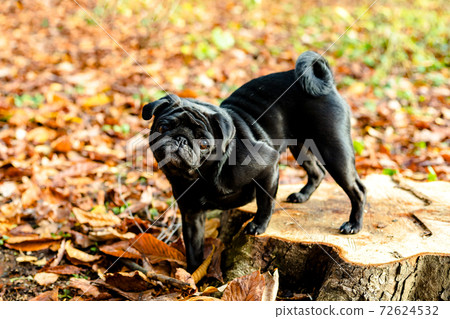 Black pug staying on stump on natural autumn leaves blurry background. Close up. Copy space Black pug staying on stump on natural autumn leaves blurry background. Close up. Copy space 72624532