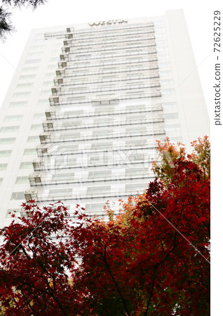 Autumn leaves and skyscrapers 72625229