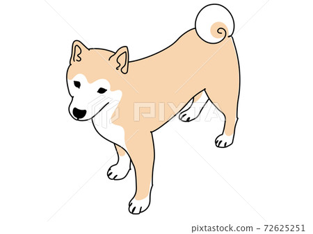 抬頭看著主人的柴犬線條畫 72625251