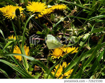 Dandelion and butterfly Dandelion and butterfly 72625590