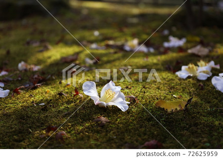 White brush White brush 72625959