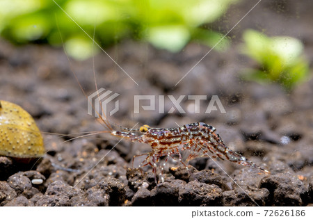 White orchid Sulawesi shrimp bend body on aquatic soil in fresh water aquarium tank White orchid Sulawesi shrimp bend body on aquatic soil in fresh water aquarium tank 72626186