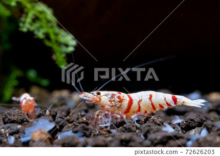 Red fancy tiger dwarf shrimp with main white color on aquatic soil with other dwarf shrimp 72626203