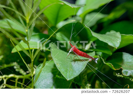 White spot sulawesi shrimp or cardinal shrimp with long antenna stay alone on green leaf plants White spot sulawesi shrimp or cardinal shrimp with long antenna stay alone on green leaf plants 72626207