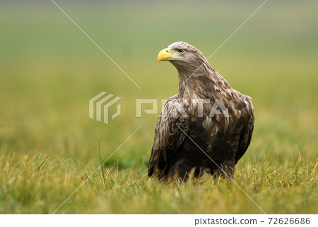 White tailed Eagle (Haliaeetus albicilla) 72626686