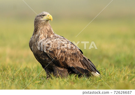 White tailed Eagle (Haliaeetus albicilla) 72626687
