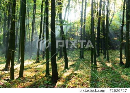 Forest landscape Forest landscape 72626727