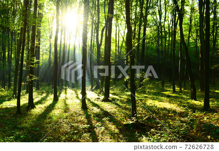 Forest landscape 72626728