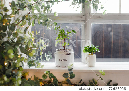 Indoor garden on the windowsill. Home gardening concept. Green home houseplants in real room interior 72627038