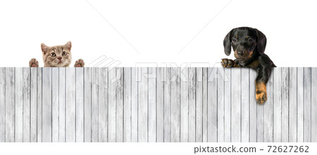 One little puppy dog with board of wooden plank 72627262