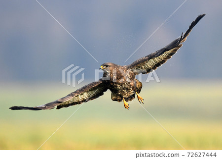 Common buzzard (Buteo buteo) Common buzzard (Buteo buteo) 72627444