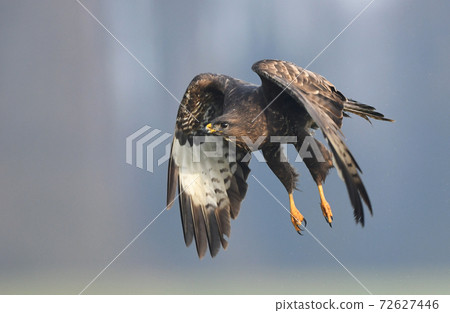 Common buzzard (Buteo buteo) 72627446