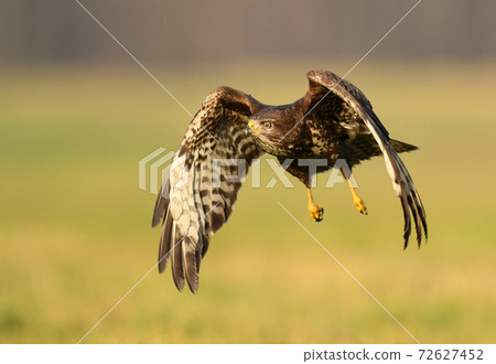 Common buzzard (Buteo buteo) 72627452