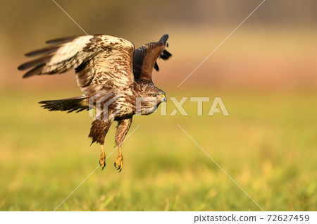 Common buzzard (Buteo buteo) Common buzzard (Buteo buteo) 72627459