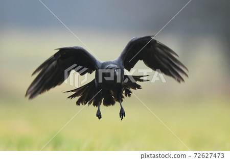 Raven (Corvus corax) Raven (Corvus corax) 72627473