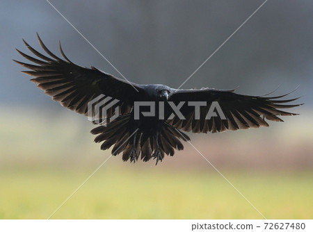 Raven (Corvus corax) Raven (Corvus corax) 72627480