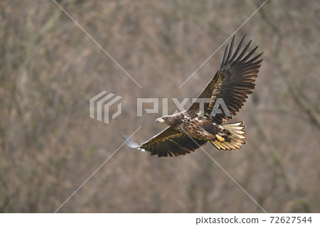White tailed Eagle (Haliaeetus albicilla) 72627544