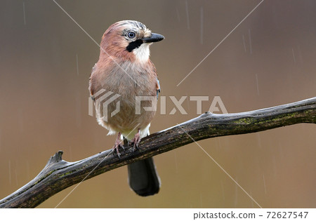 Eurasian Jay (Garrulus glandarius) 72627547