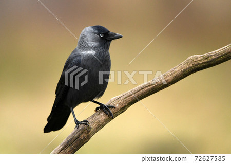 Jackdaw Crow (Corvus Monedula) 72627585