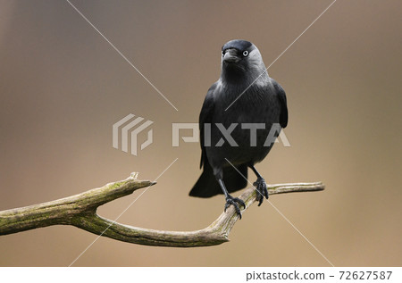 Jackdaw Crow (Corvus Monedula) Jackdaw Crow (Corvus Monedula) 72627587