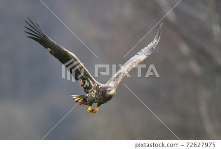 White tailed Eagle (Haliaeetus albicilla) White tailed Eagle (Haliaeetus albicilla) 72627975