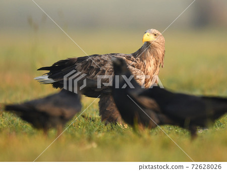 White tailed Eagle (Haliaeetus albicilla) 72628026