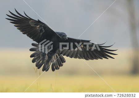 Raven (Corvus corax) 72628032
