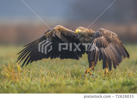 White tailed Eagle (Haliaeetus albicilla) 72628033