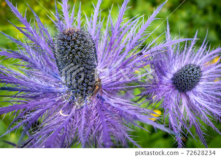 alpine sea holly, Eryngium alpinum, in Savoie, France 72628234